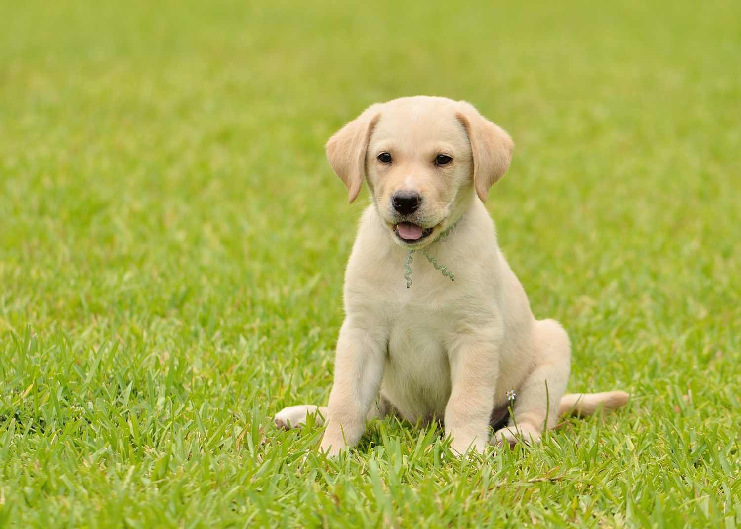 Yellow Labrador puppy sitting on grass